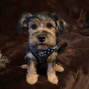 Meet your Posher, Ofelia